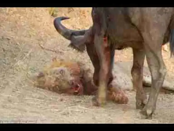 Video: TOP 10 LION VS BUFFALO || Buffalo kills lion || Lion kills buffalo
